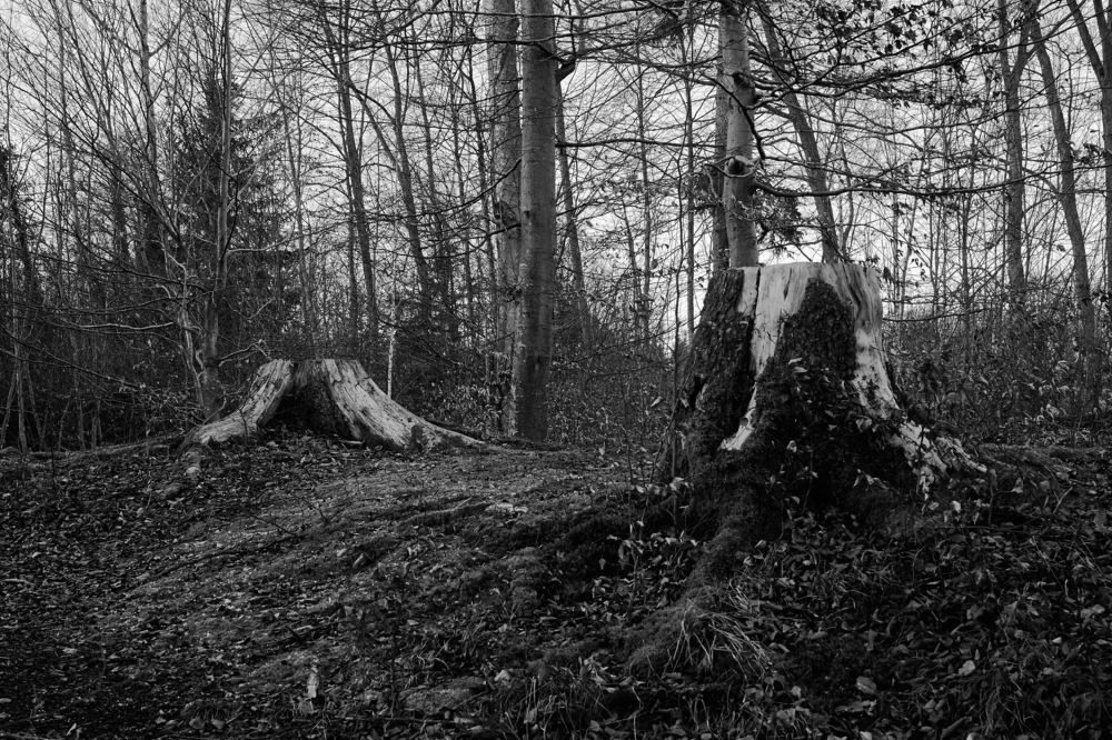 Photograph by Сергей Стукен