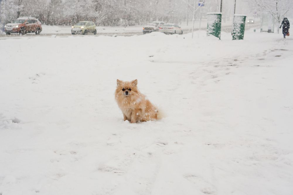 Photograph by Елена Никонова