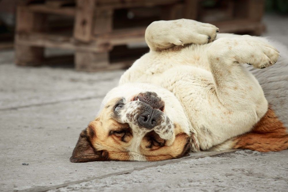 Photograph by Ольга Рябчикова