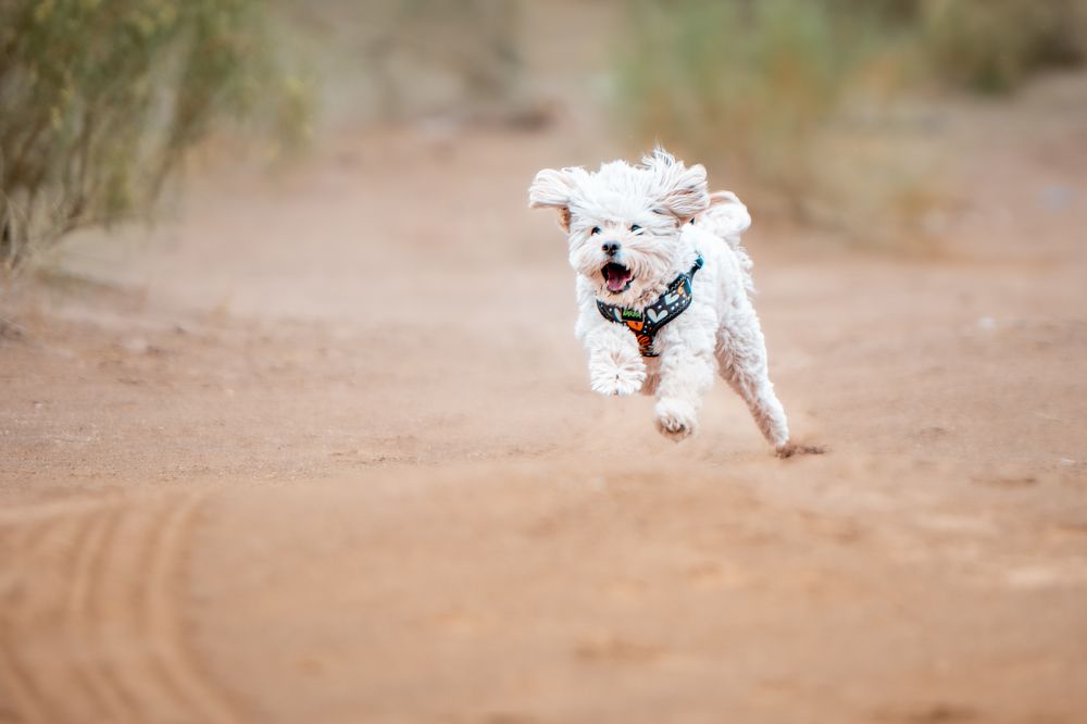 Photograph by ho3in afroozeh