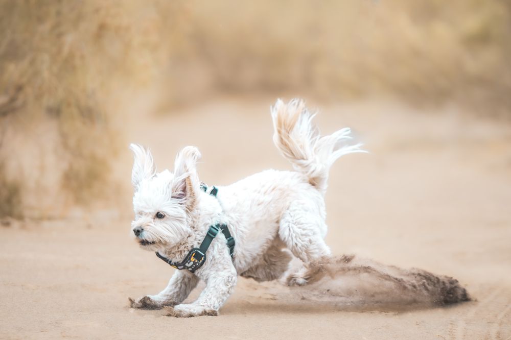 Photograph by ho3in afroozeh