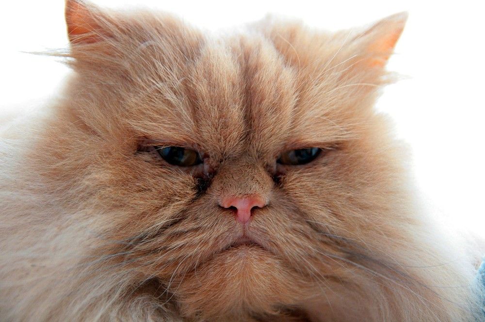 Photograph by PERESHEIN ANDREY