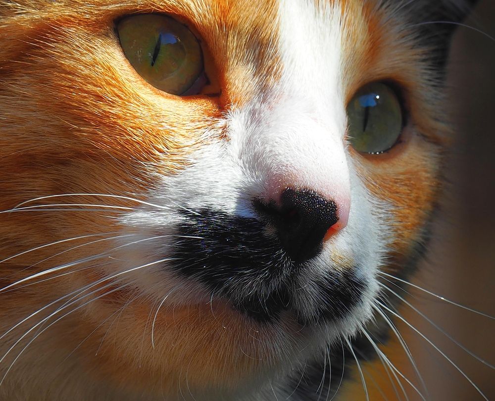 Photograph by PERESHEIN ANDREY