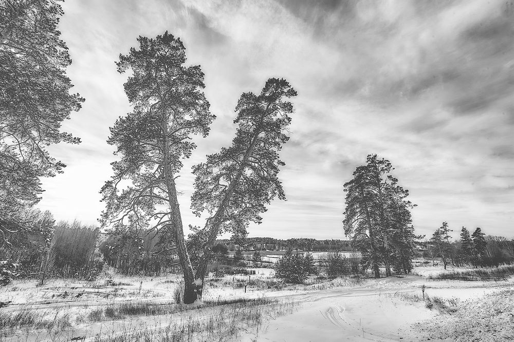 Зимние сосны