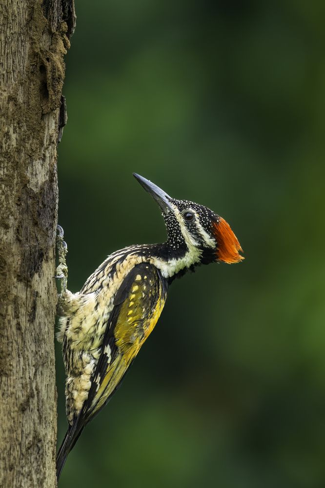 Фотография автора Naveen Kumar