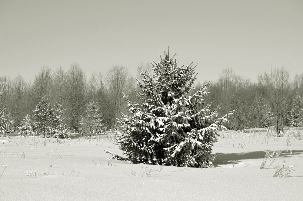 Photograph by Галина Катанова