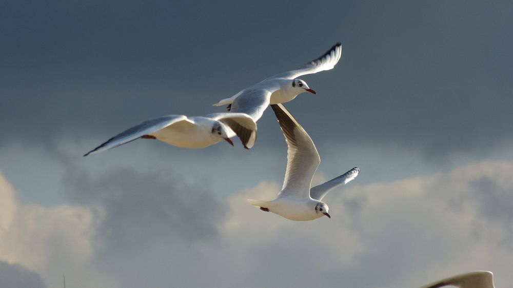 Photograph by Ольга