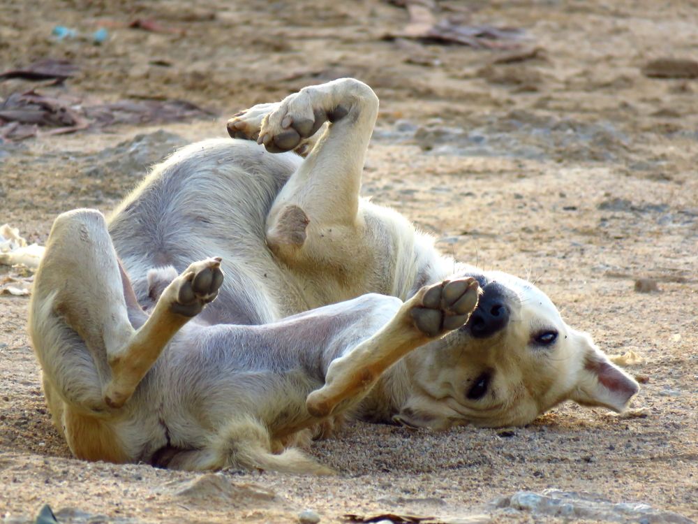 Stray dog twists and turns like a model