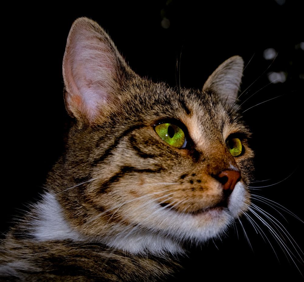 Photograph by Муза Латинская