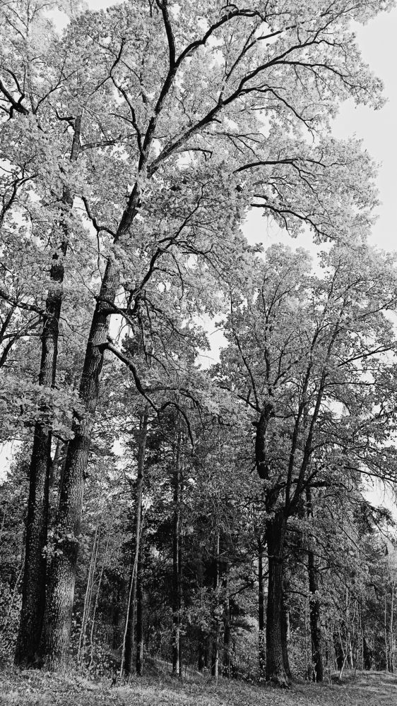 Photograph by Татьяна Пятернёва