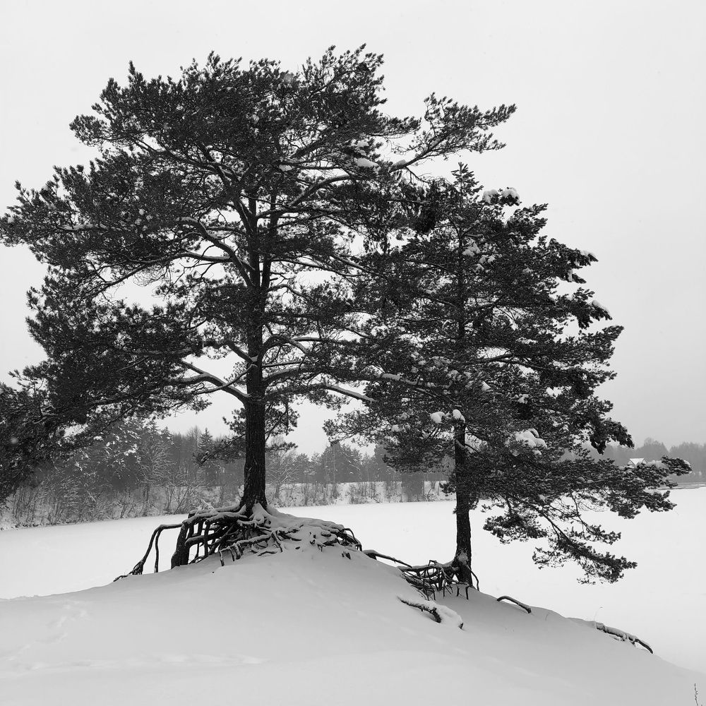 Photograph by Светлана Долганова