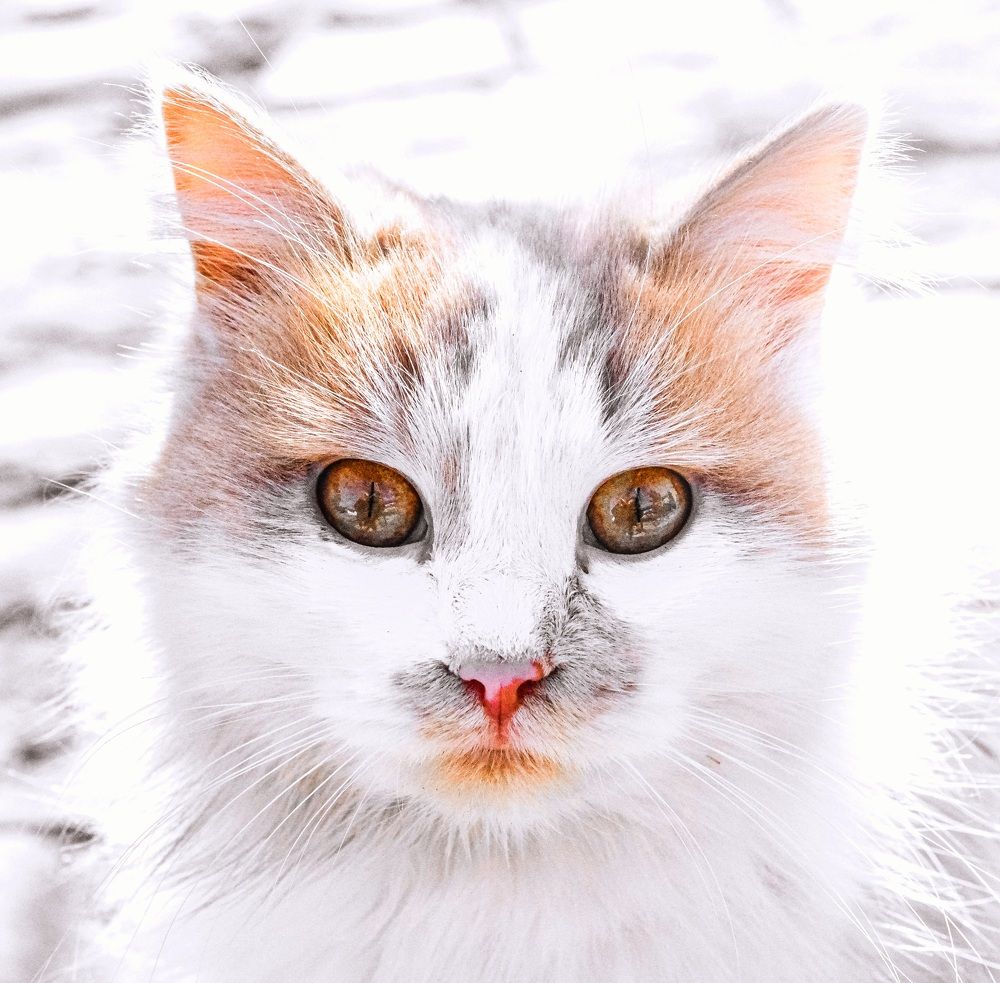 Photograph by Муза Латинская