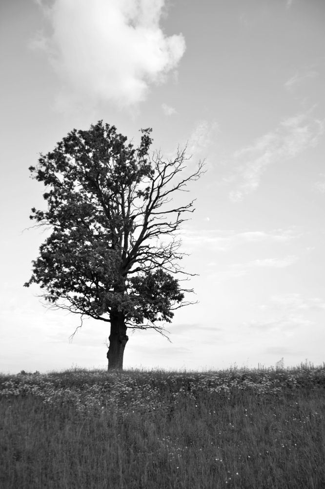 Photograph by Екатерина Петрович