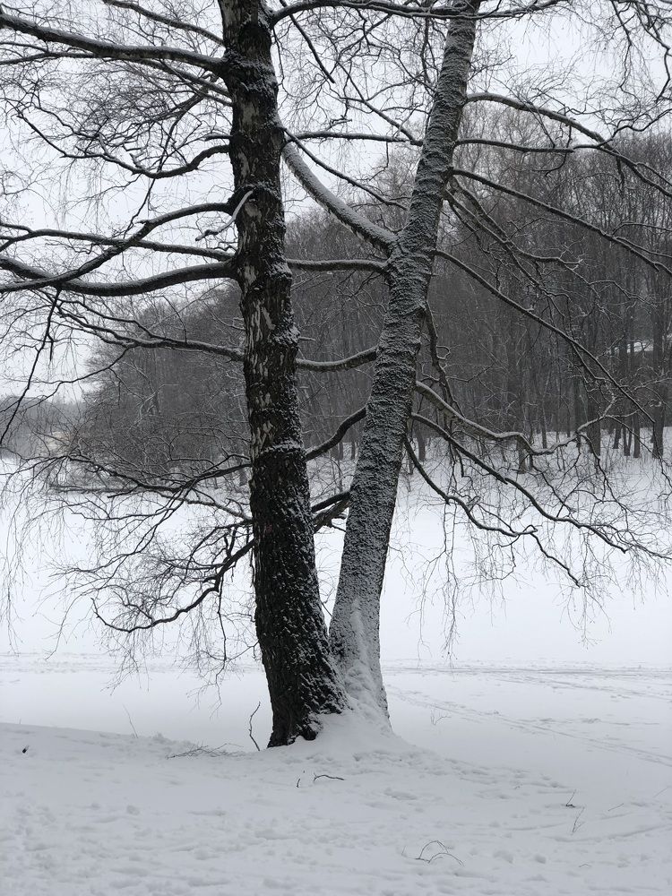 Черно-белый лес