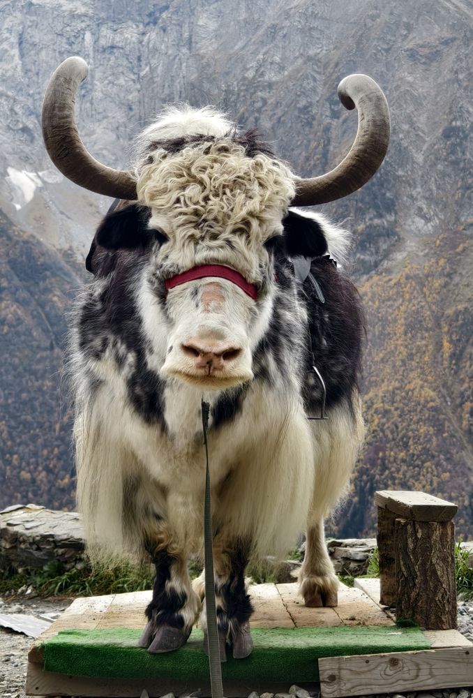 Фотография автора Светлана Зимина