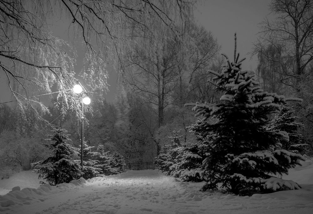 Ночью в зимнем парке