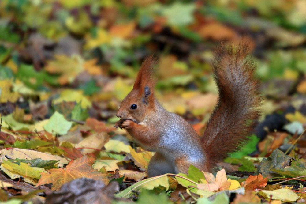 Фотография автора Светлана Долотова