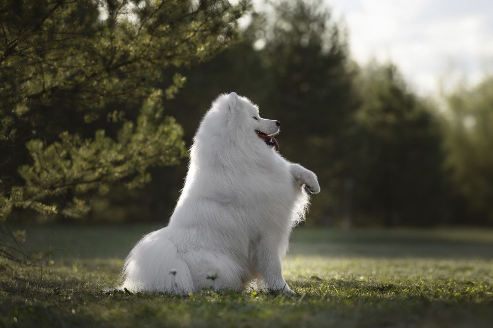 Photograph by Мария Комратова