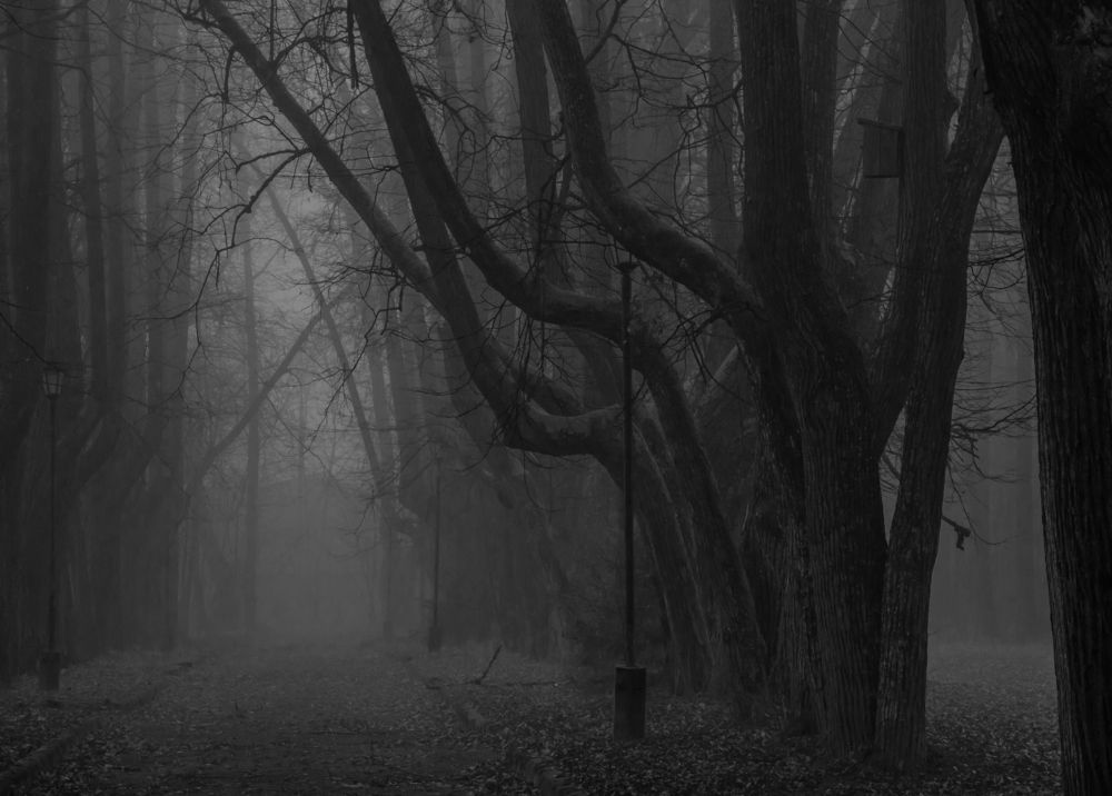 Photograph by Ольга Заповедная