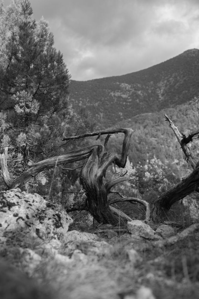 Photograph by Артём Гуцалюк