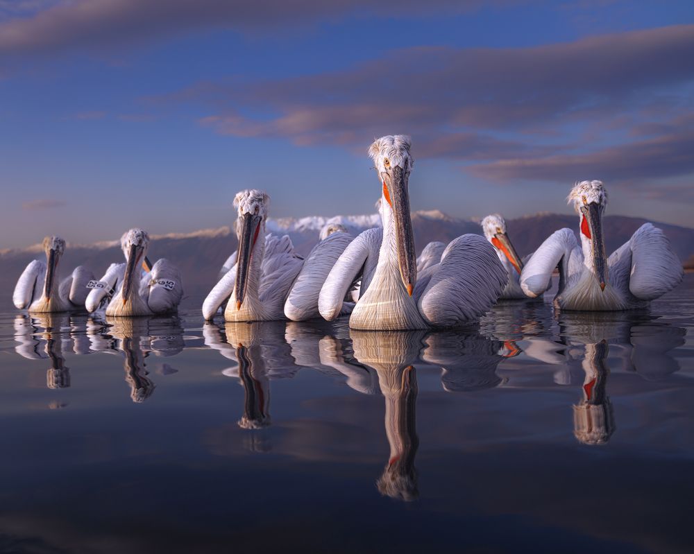 A flock of attentive eyes
