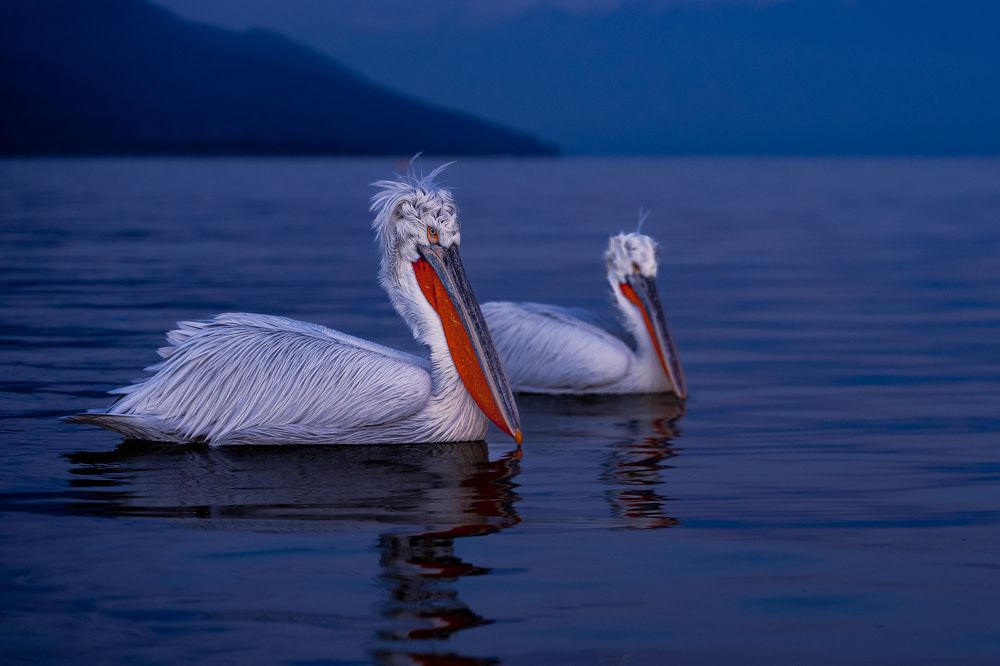 Guardians of silence