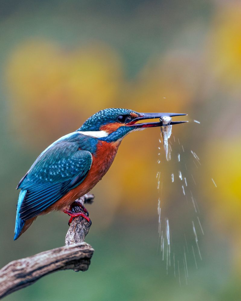 Kingfisher's Triumph