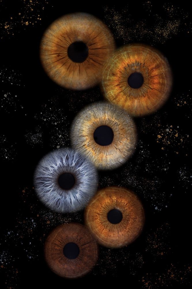 Фотография автора diana van hoof