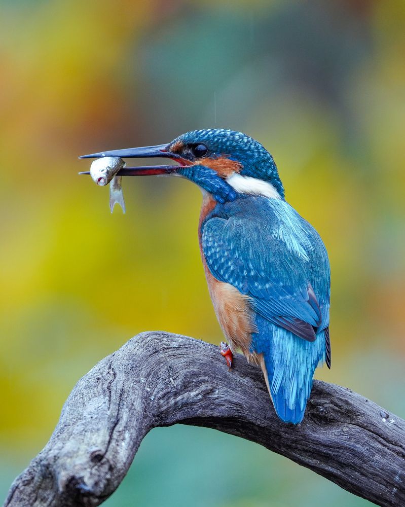 A catch of the moment