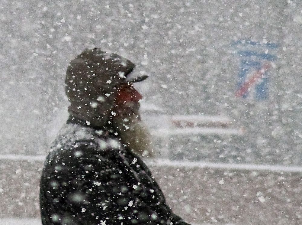 Фотография автора Ольга Виноградова