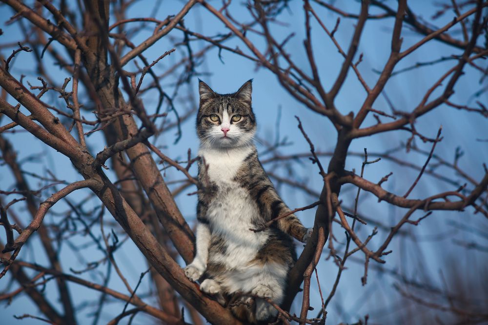Фотография автора Олеся Лукьяненко
