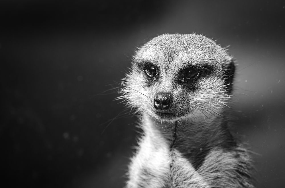 Photograph by Елена Берсенёва