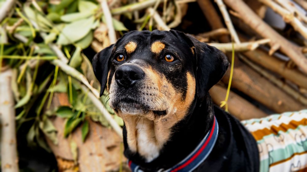 Фотография автора savitri Rawat