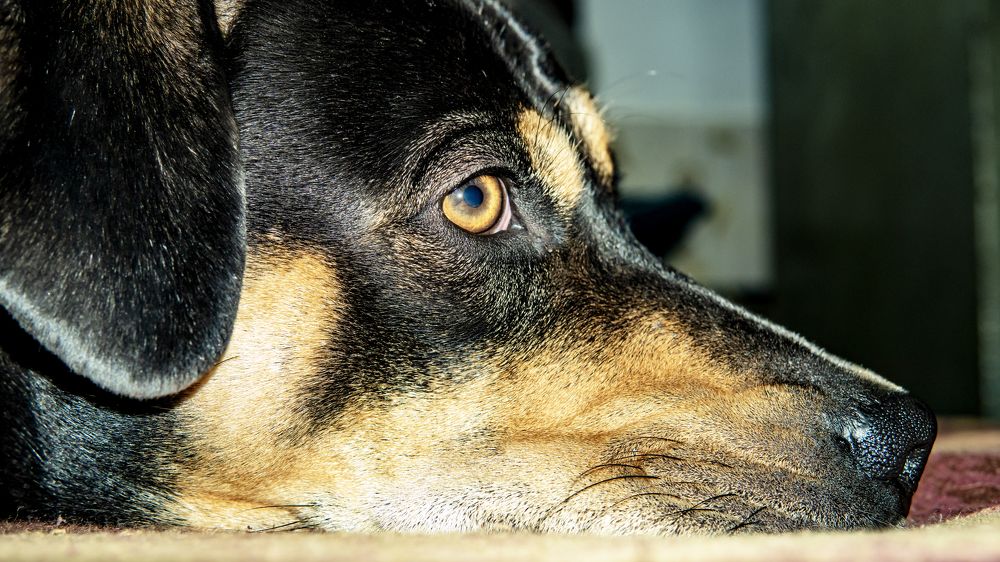 Фотография автора savitri Rawat