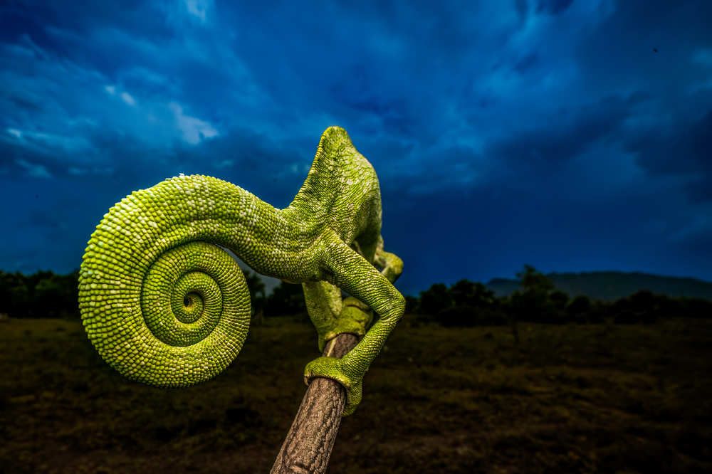 Фотография автора Naveen Kumar