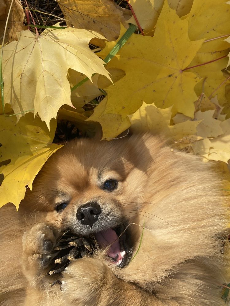 Фотография автора Татьяна Ахрахадзе