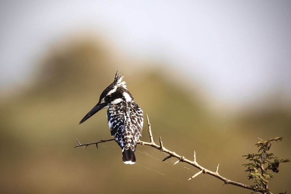 Photograph by Patricia Van Rooyen