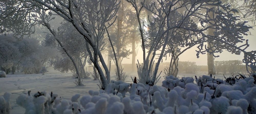 Зимние кораллы