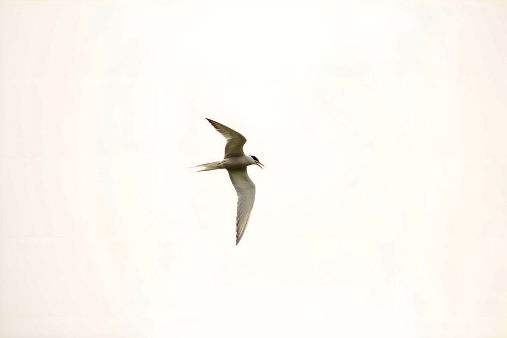 Photograph by Ирина Шибитова