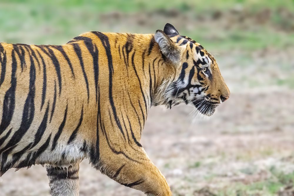 Photograph by Satish Nerlekar