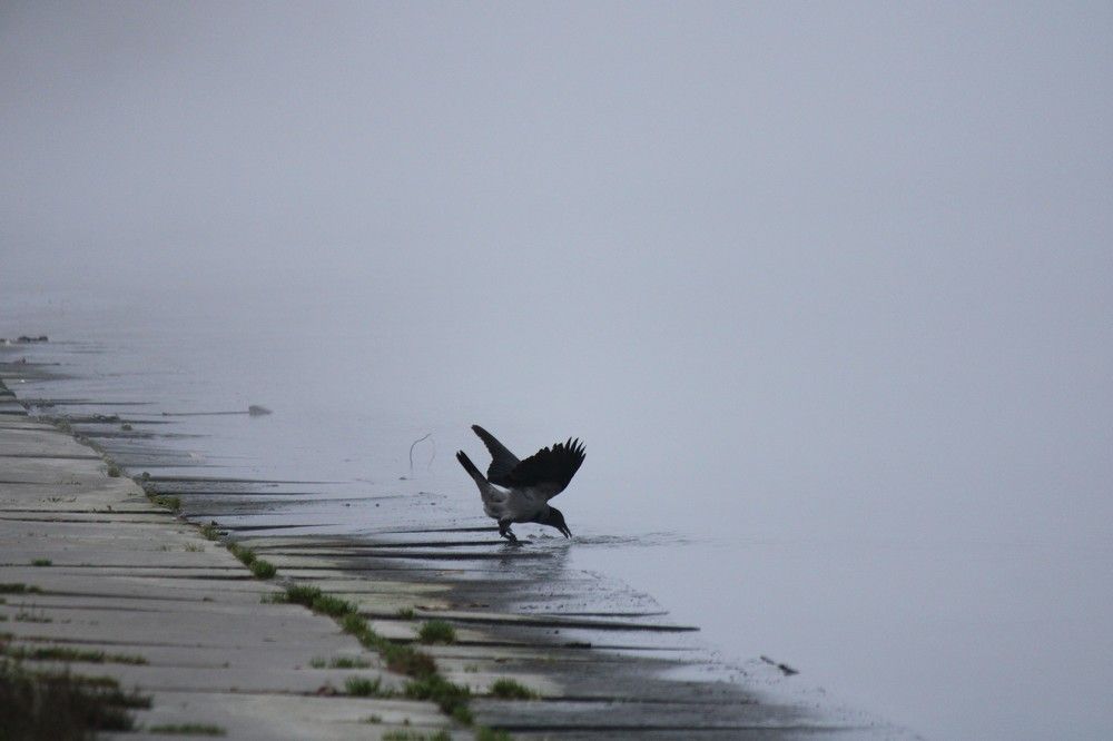 Photograph by Наталья Мершина