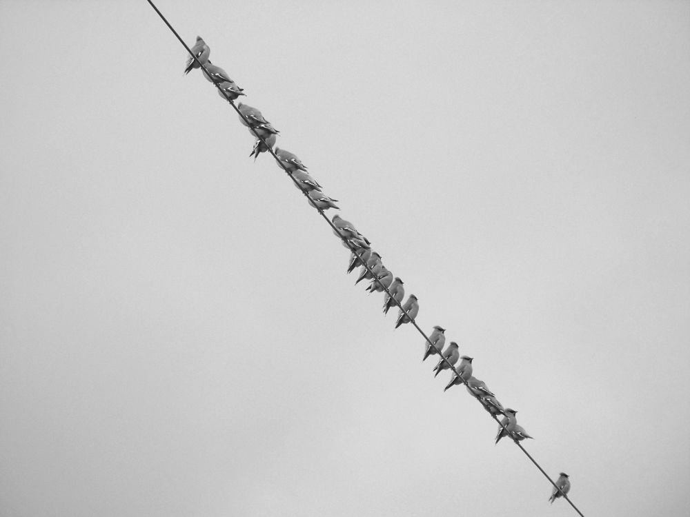 Бусы из свиристелей