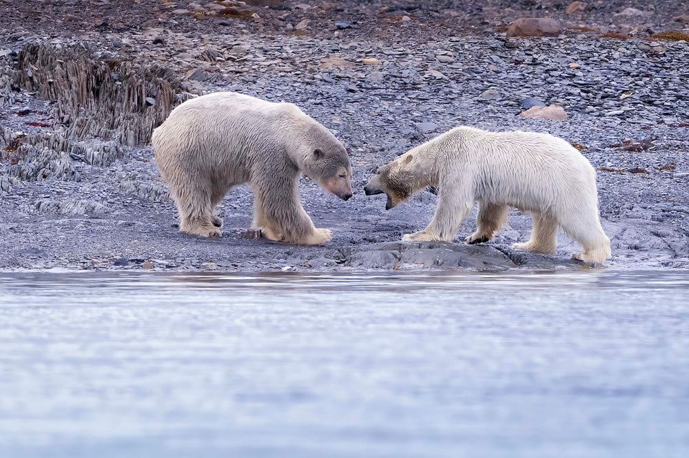 Фотография автора Bhupender Gupta