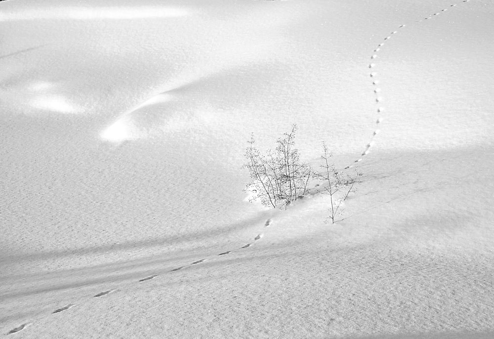 Оазис или мираж..