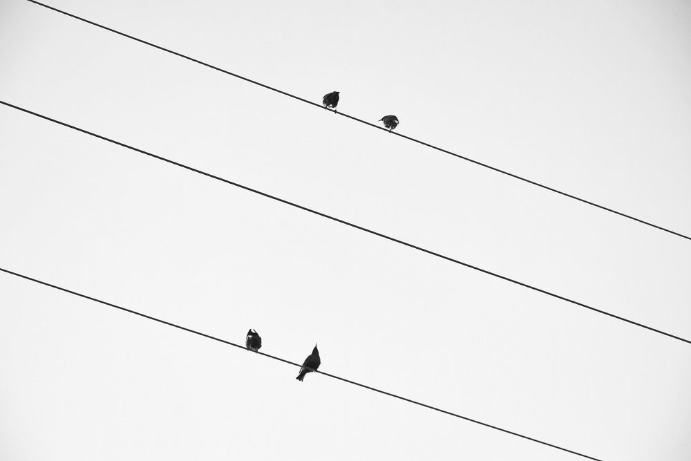 Струны весны.