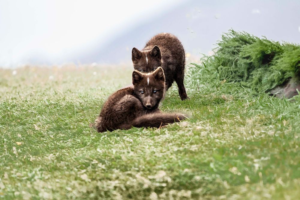 Фотография автора Bhupender Gupta