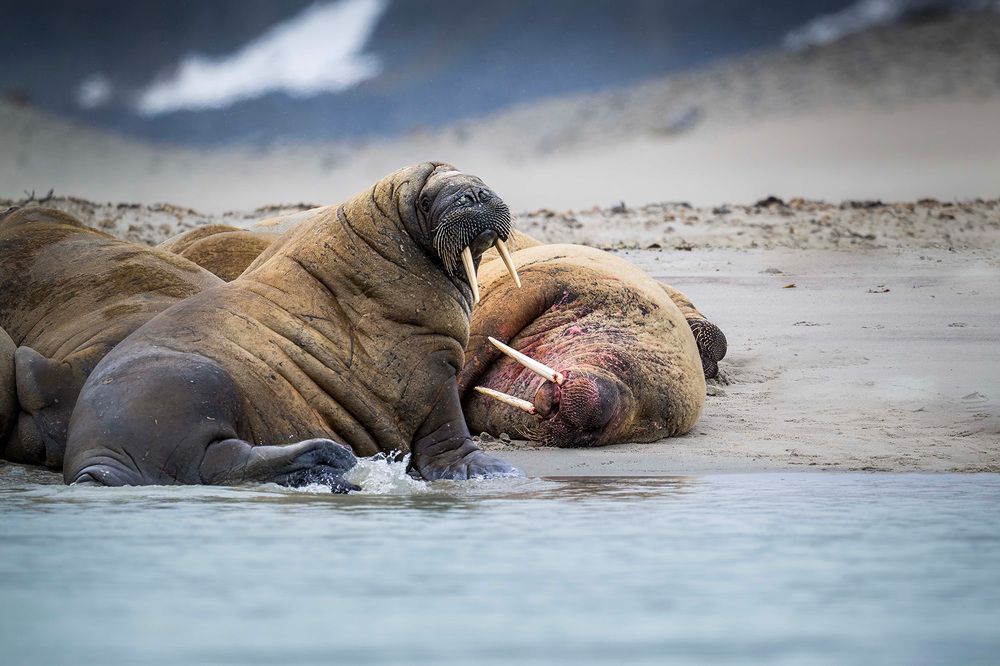 Фотография автора Bhupender Gupta