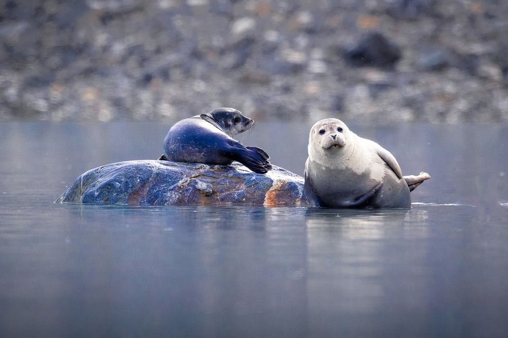 Фотография автора Bhupender Gupta