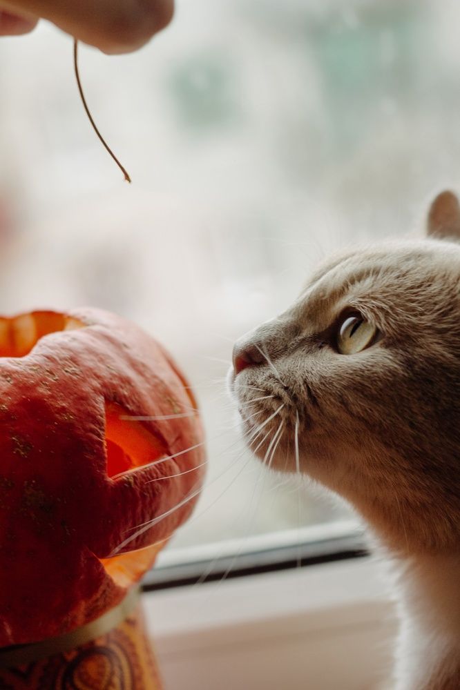 Photograph by Alena Batenchuk