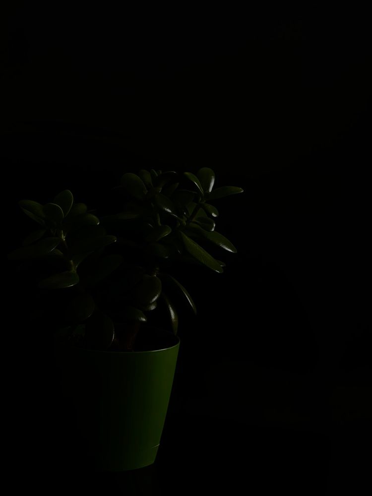 Фотография автора Елена